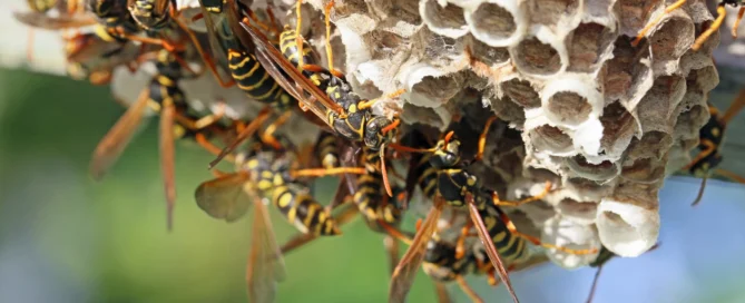Gros plan de plusieurs guêpes butinant sur leur ruche