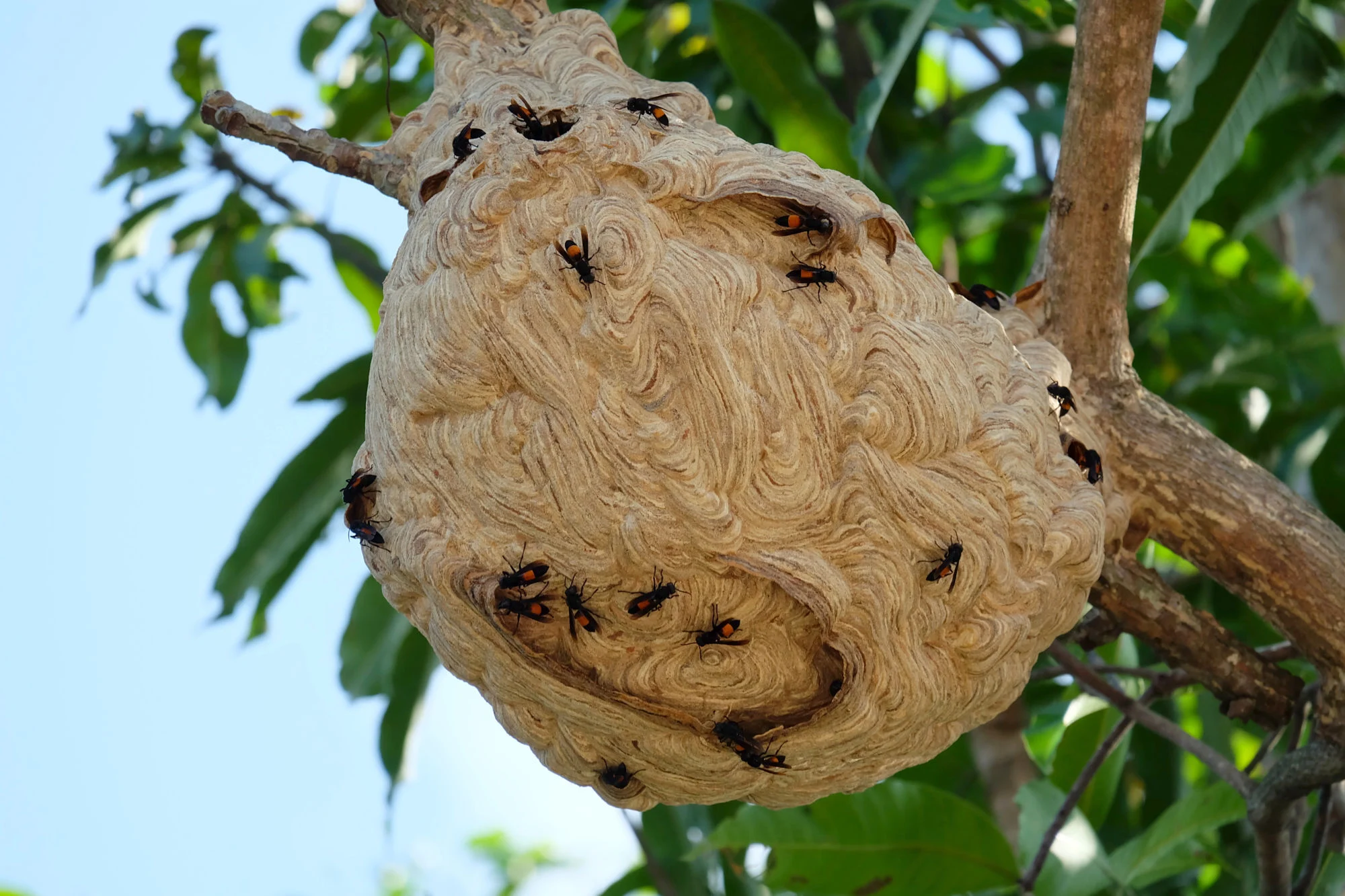 giant hornet in tree Nid de frelons