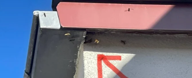 Nid de guêpes sur une goutière