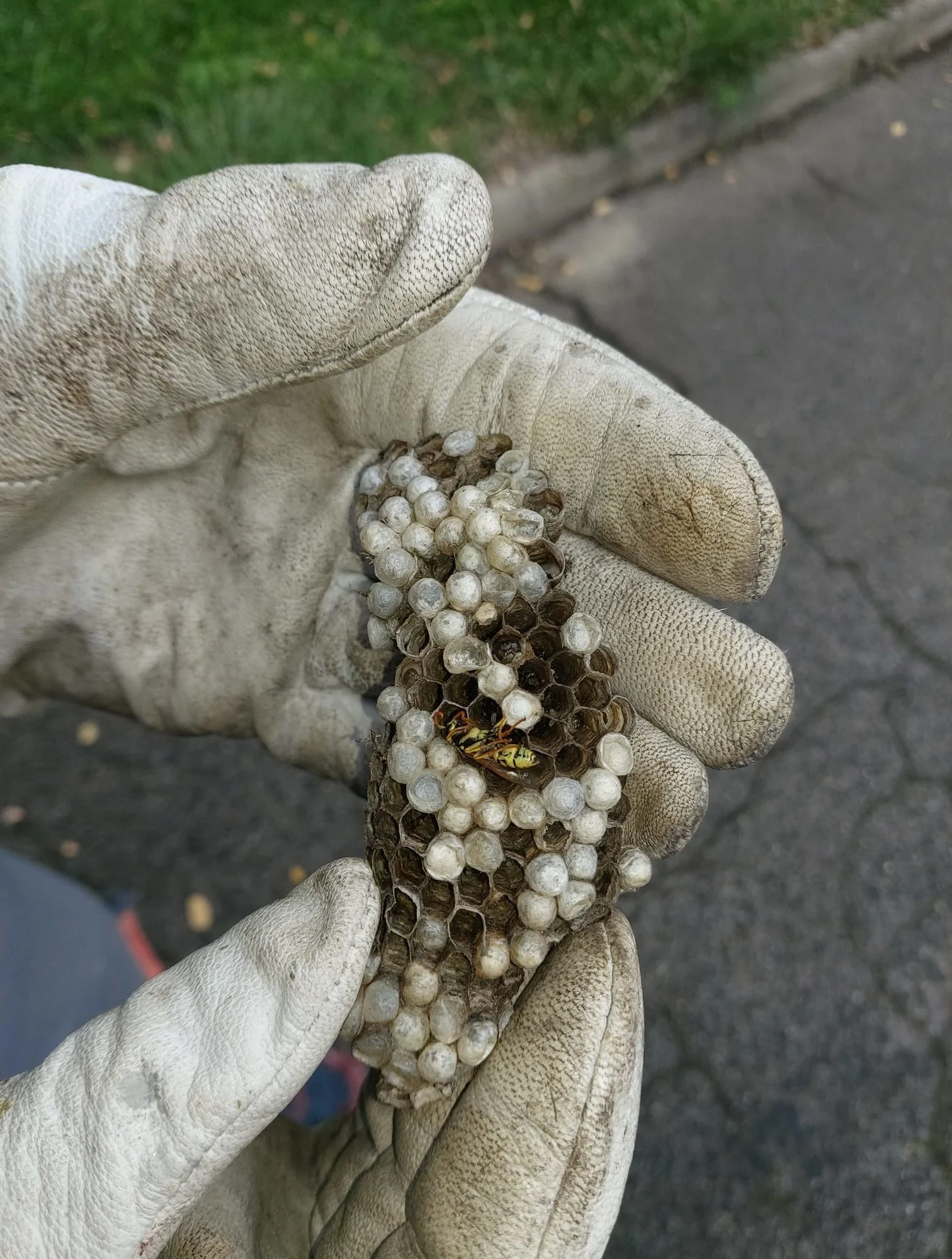 Alvéoles d'un nid de guêpes