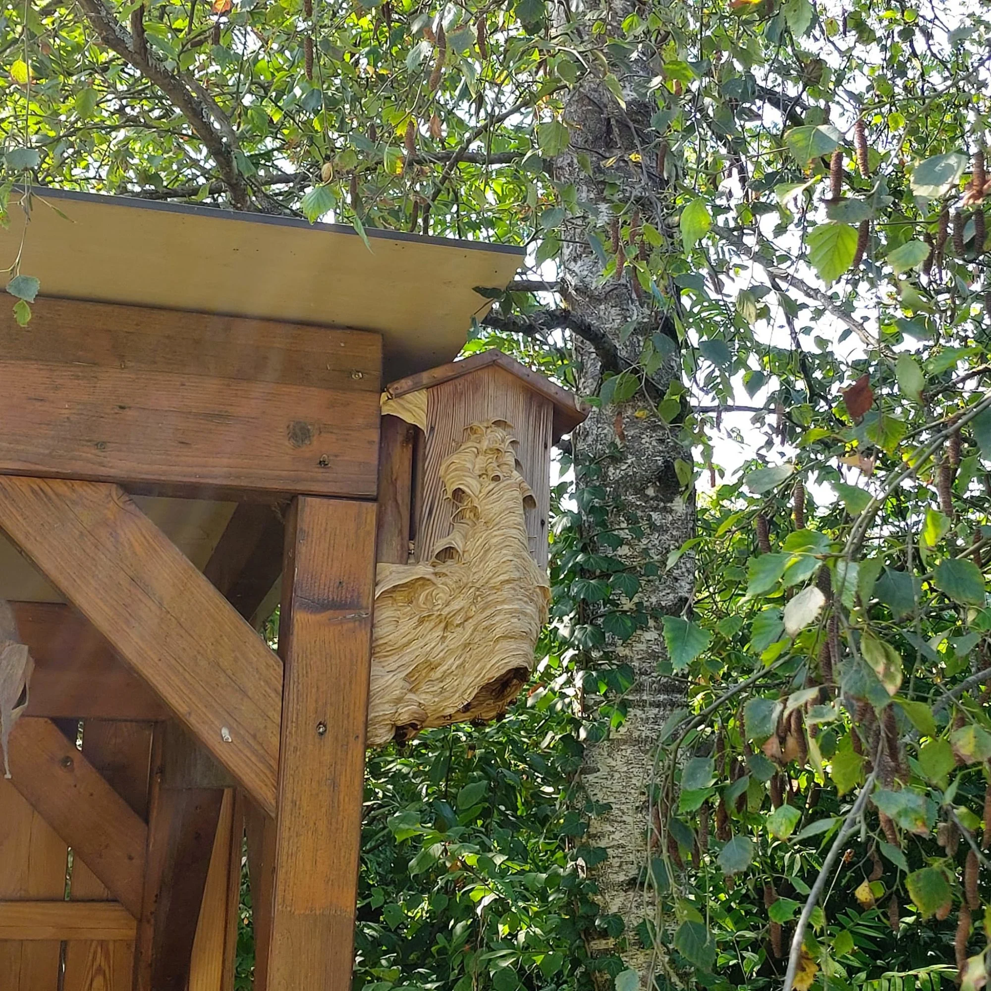 Nid de guêpes accroché à un abri de jardin