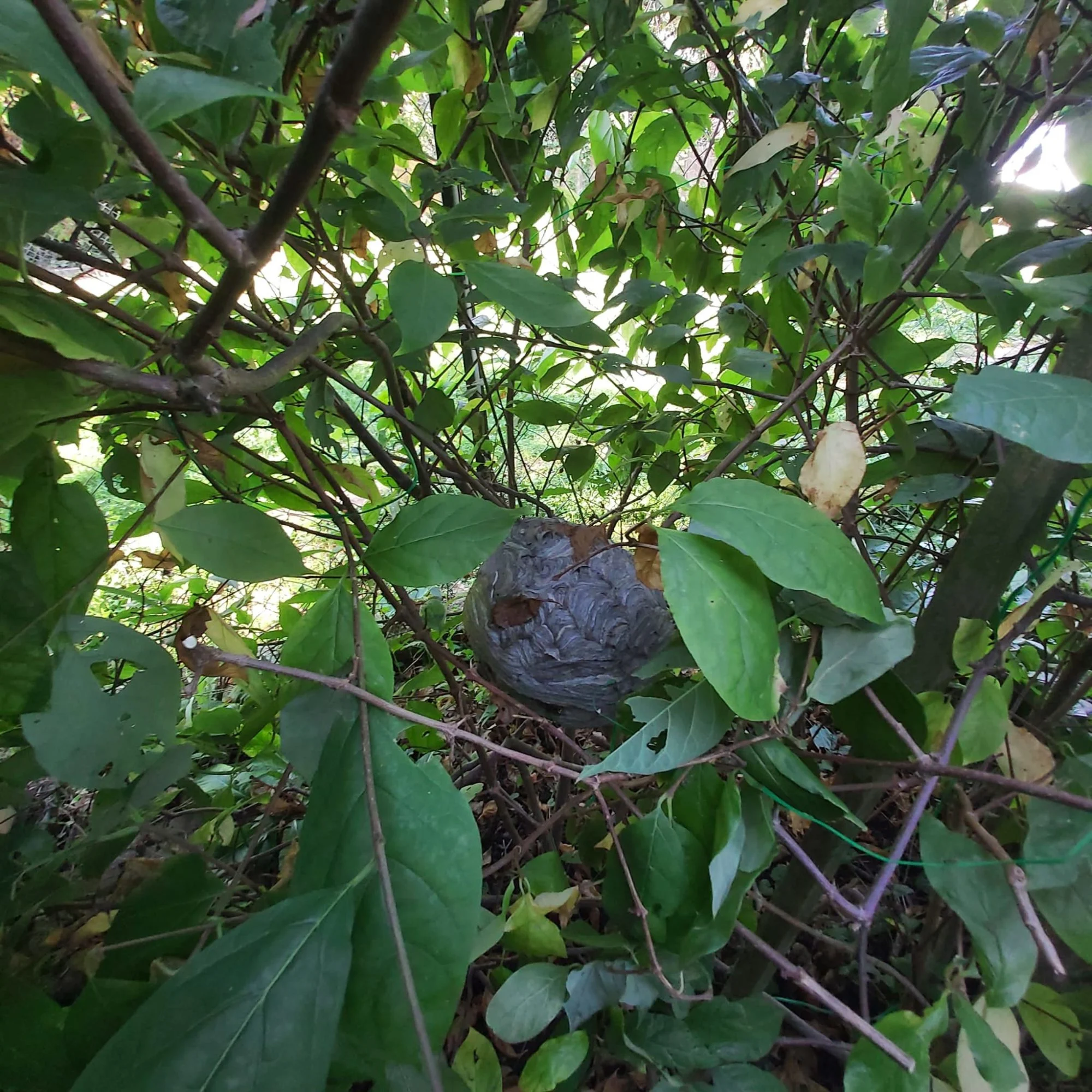 Nid de frelons dans un arbre fruitier