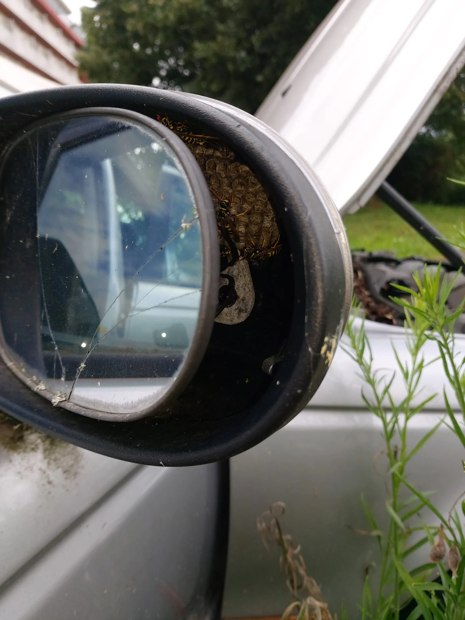 Nid de guêpes dans un rétroviseur de voiture