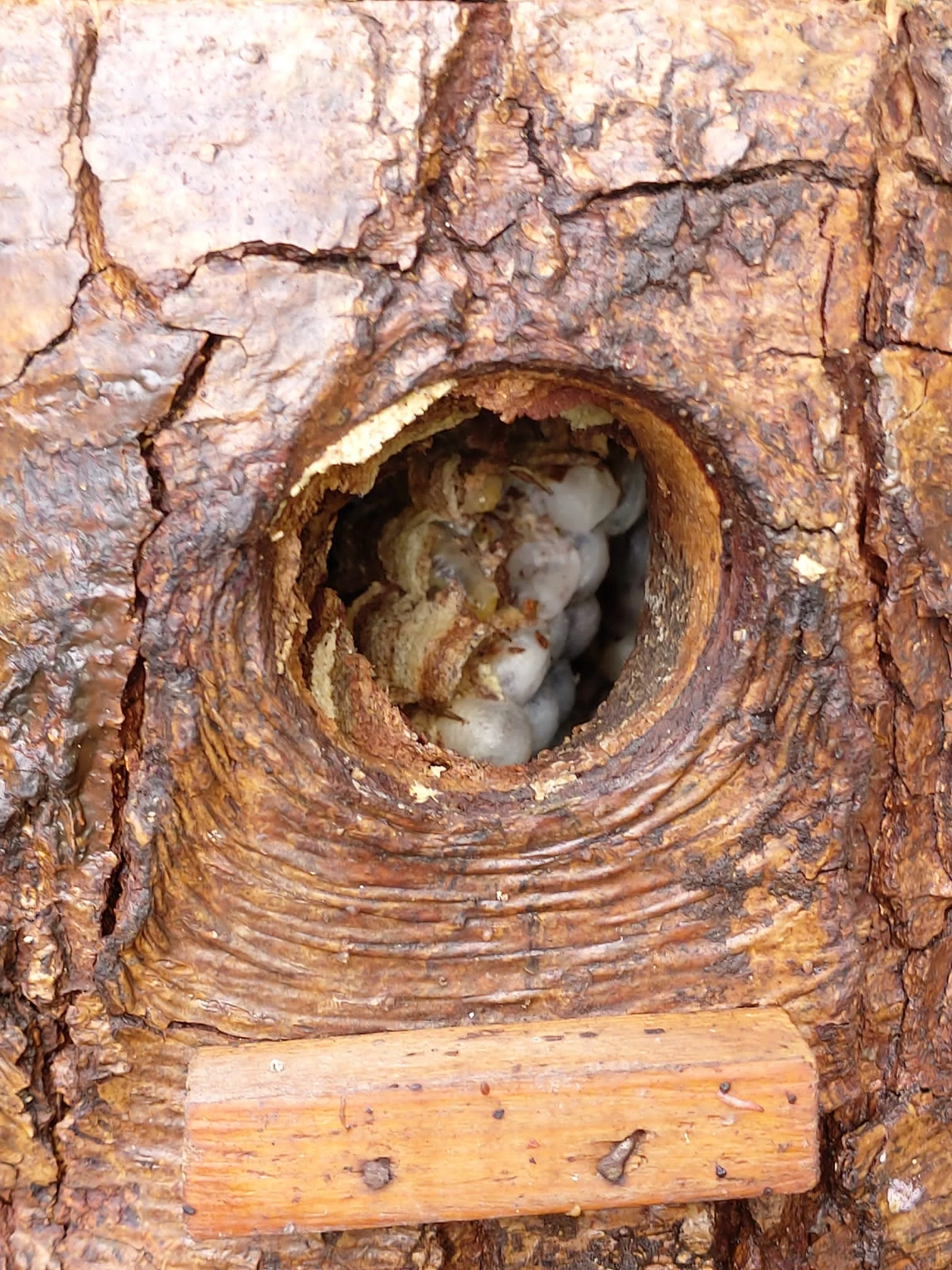 Nid de frelons niché dans la cime d'un arbre
