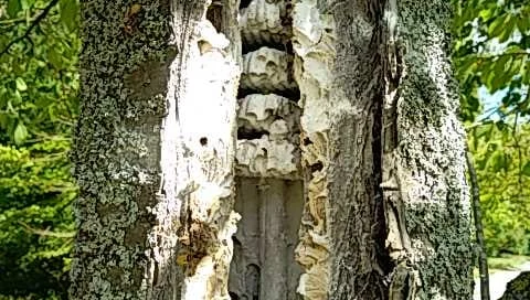 Nid de guêpe dans un tronc d'arbre