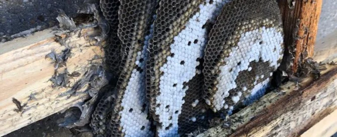Nid de guêpes dans une barrière de jardin