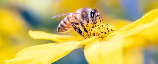 Abeille butinant une fleur jaune