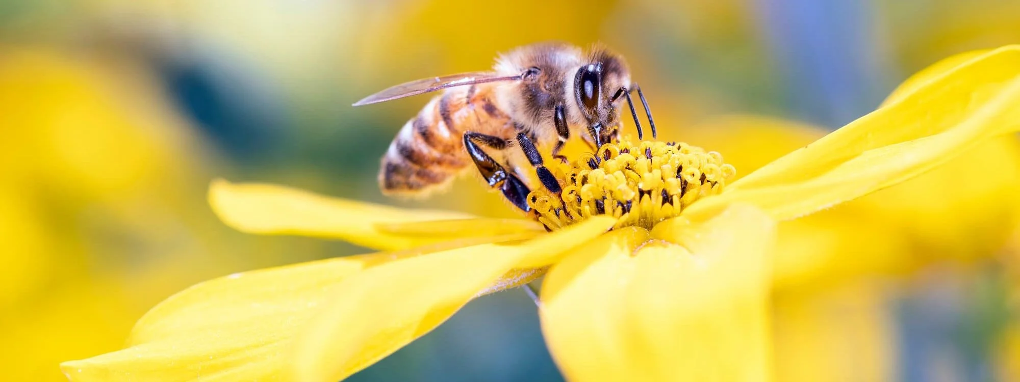 Abeille butinant une fleur jaune