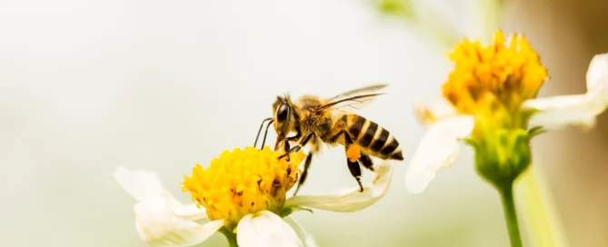 Abeille butinant une marguerite