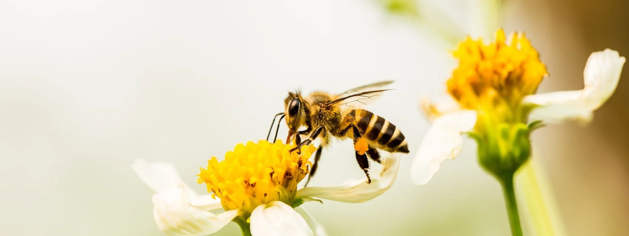 Abeille butinant une marguerite