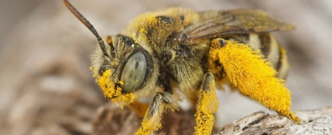 Gros plan sur une guêpe couverte de pollen