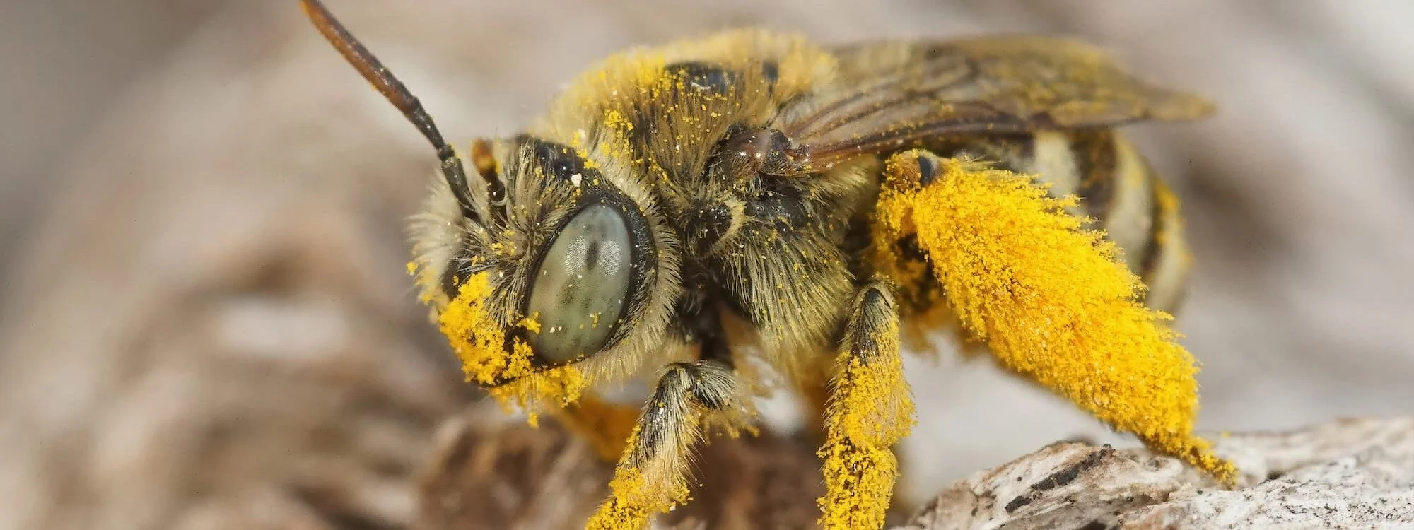 Gros plan sur une guêpe couverte de pollen