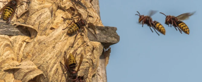 Frelons volant autour de leur nid