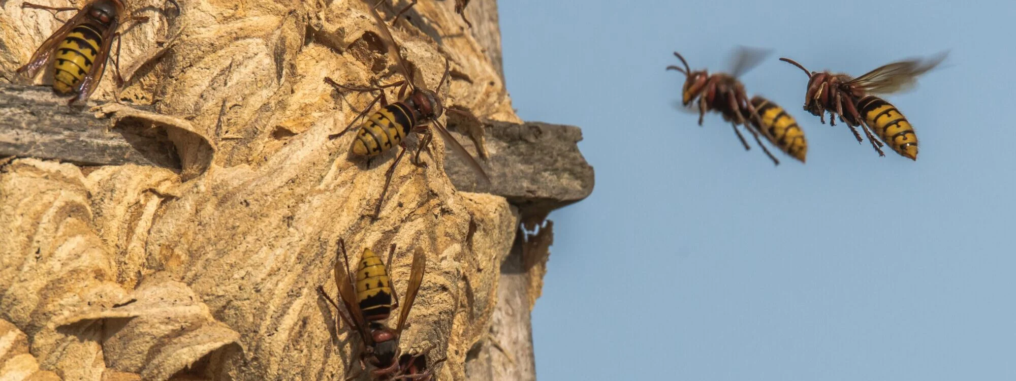 Frelons volant autour de leur nid