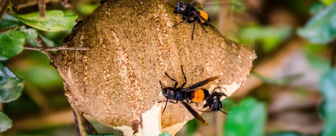 Gros plan sur un frelon et son nid, construit à partir d'argile bicolore, accroché à une branche d'arbre