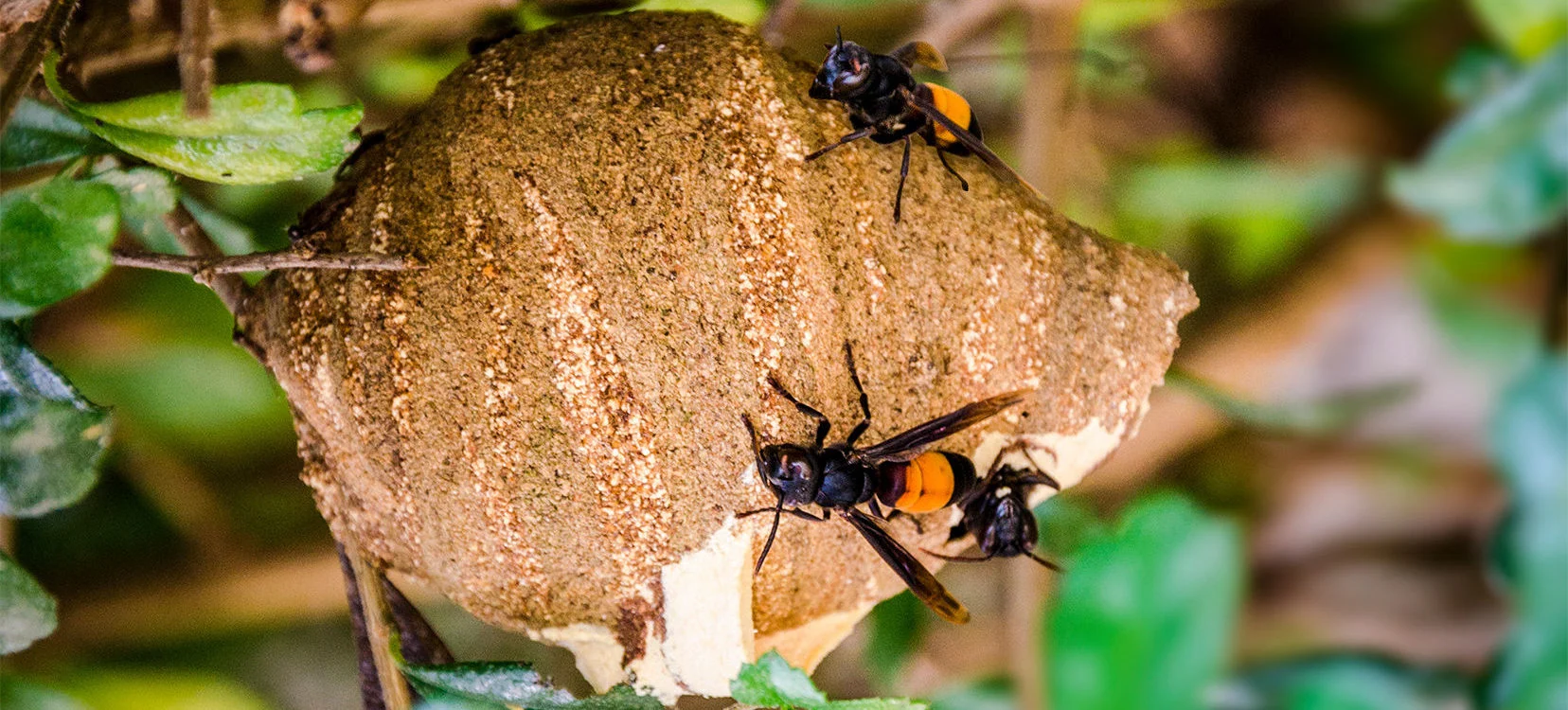 Gros plan sur un frelon et son nid, construit à partir d'argile bicolore, accroché à une branche d'arbre
