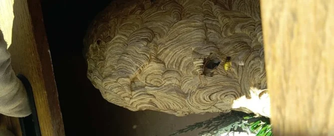 Nid de guêpes dans un abri de jardin