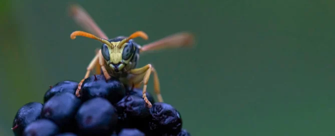 Guêpe posée sur une grappe de fruit.